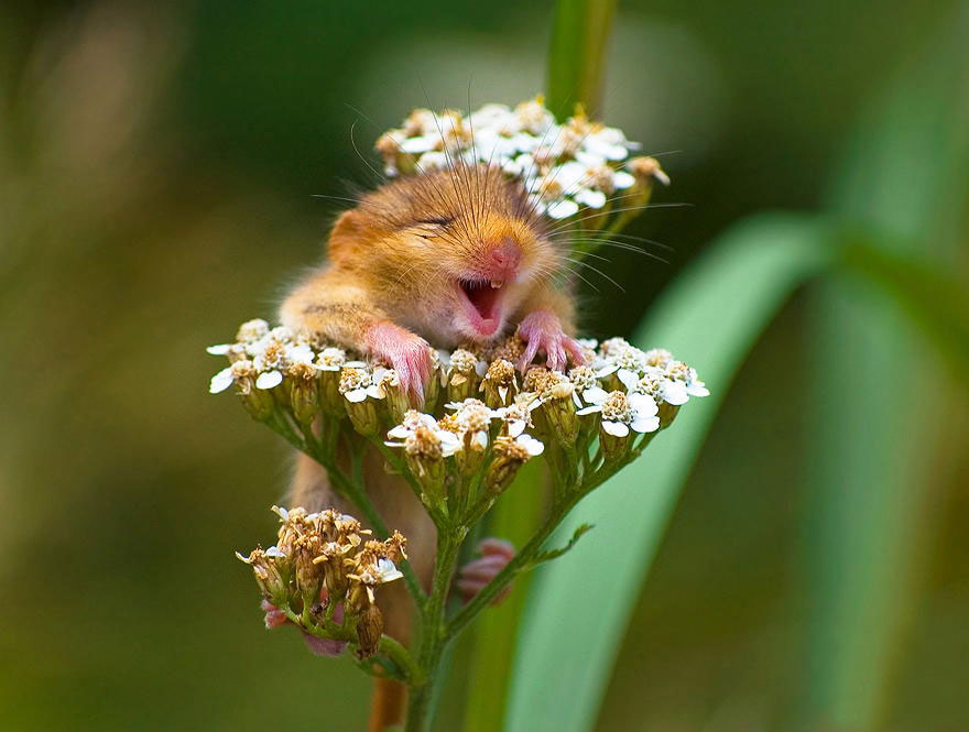 28 Teeny Tiny Wild Mice