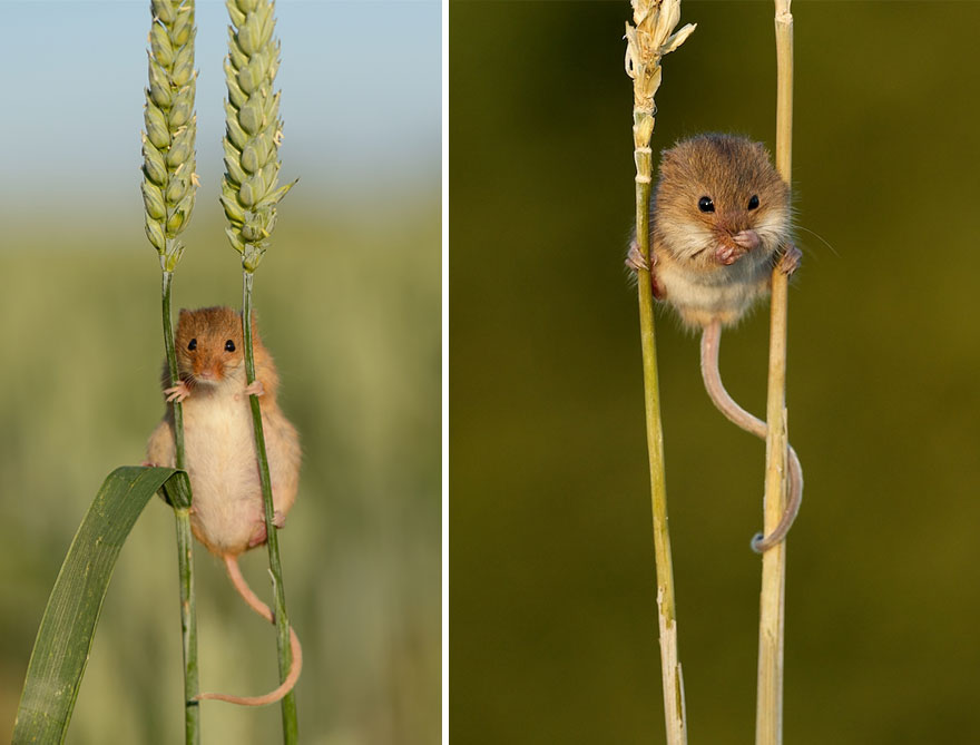 28 Teeny Tiny Wild Mice