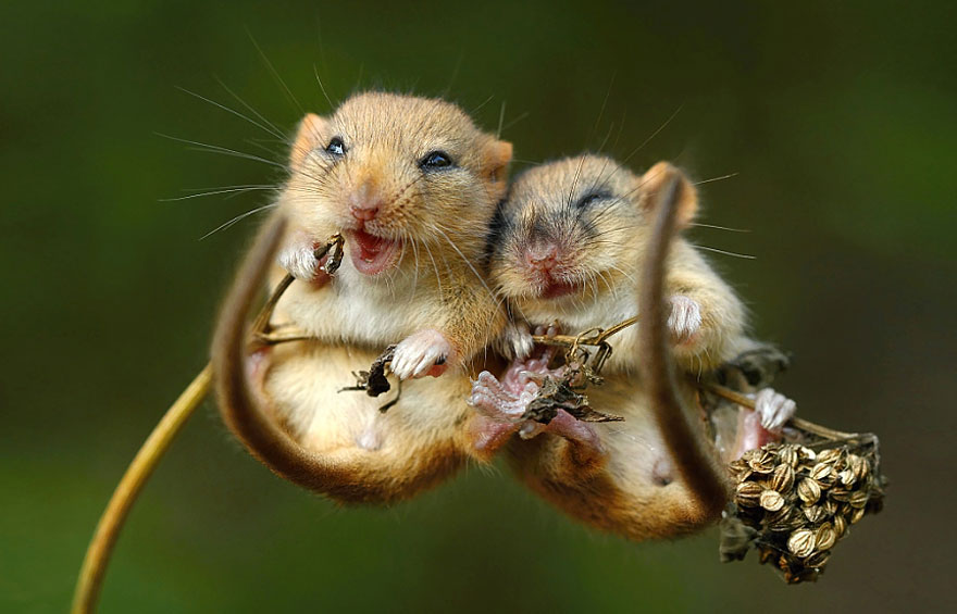 28 Teeny Tiny Wild Mice