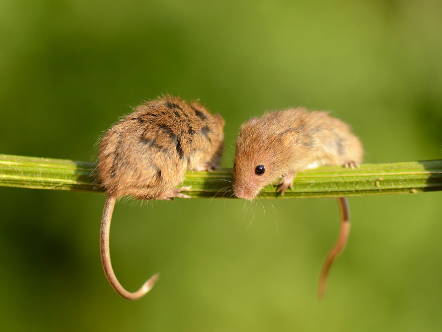 28 Teeny Tiny Wild Mice