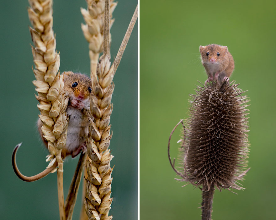 28 Teeny Tiny Wild Mice