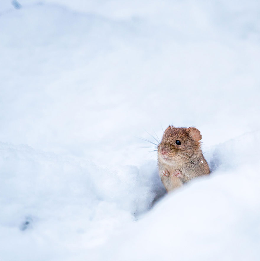 28 Teeny Tiny Wild Mice