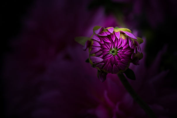 Unique Flower Photography Unlike Anything You’ve Seen Before Unique Flower Photography Unlike Anything You’ve Seen Before