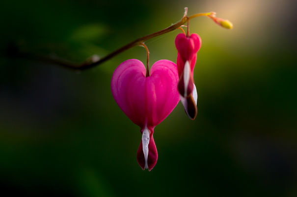 Unique Flower Photography Unlike Anything You’ve Seen Before Unique Flower Photography Unlike Anything You’ve Seen Before