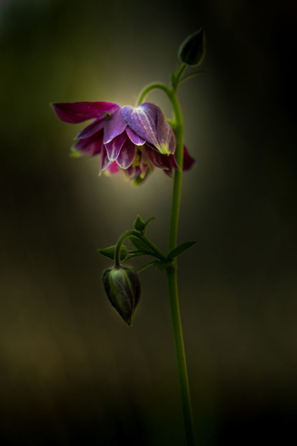 Unique Flower Photography Unlike Anything You’ve Seen Before Unique Flower Photography Unlike Anything You’ve Seen Before