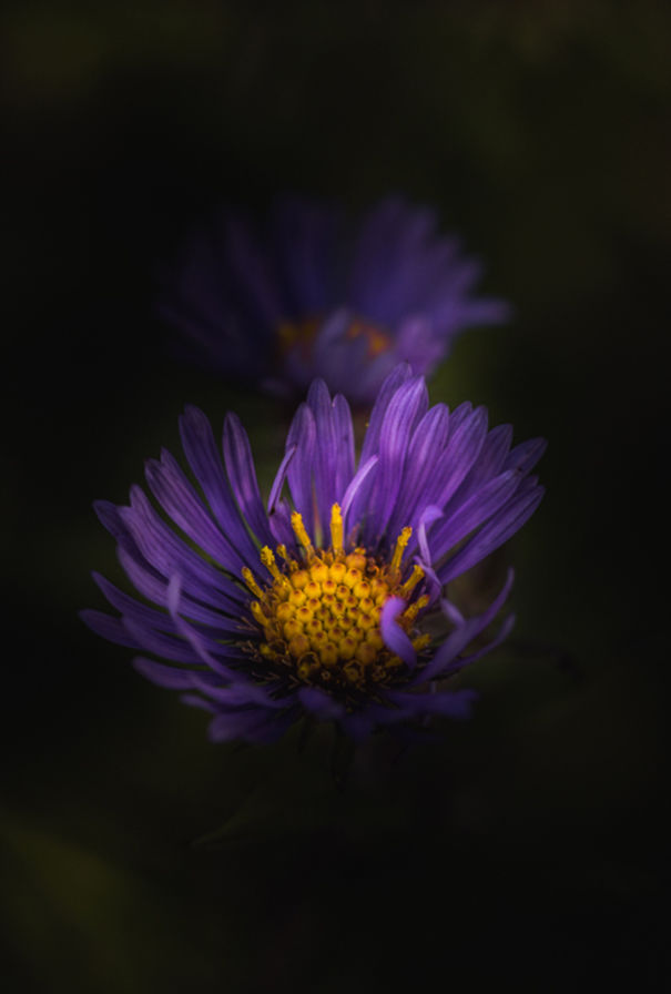 Unique Flower Photography Unlike Anything You’ve Seen Before Unique Flower Photography Unlike Anything You’ve Seen Before