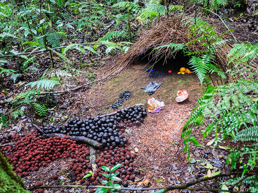 Animal Architects And The Beautiful Homes They Build Animal Architects And The Beautiful Homes They Build