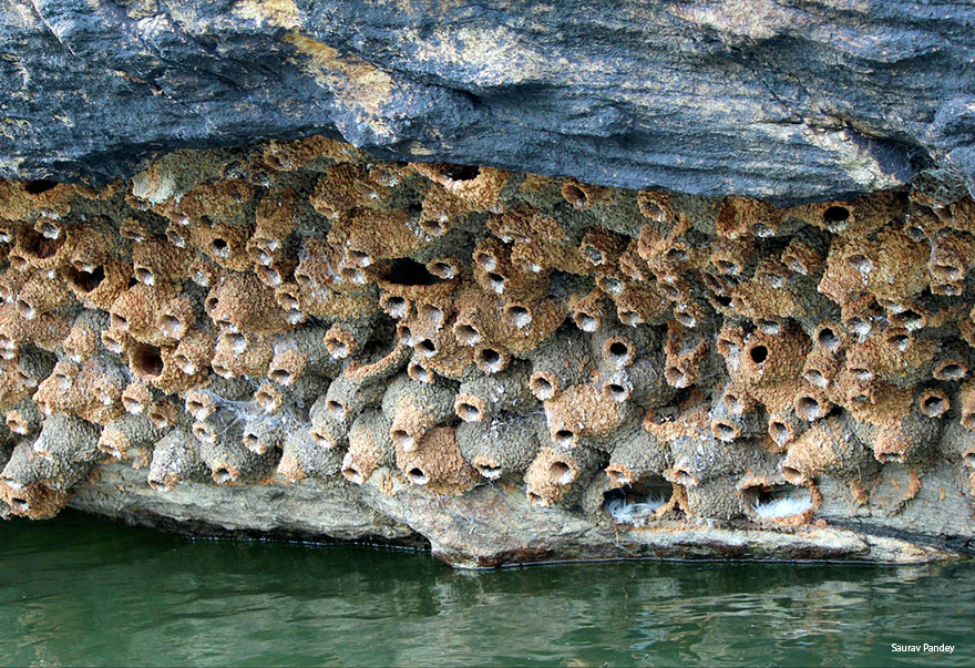 Animal Architects And The Beautiful Homes They Build Animal Architects And The Beautiful Homes They Build