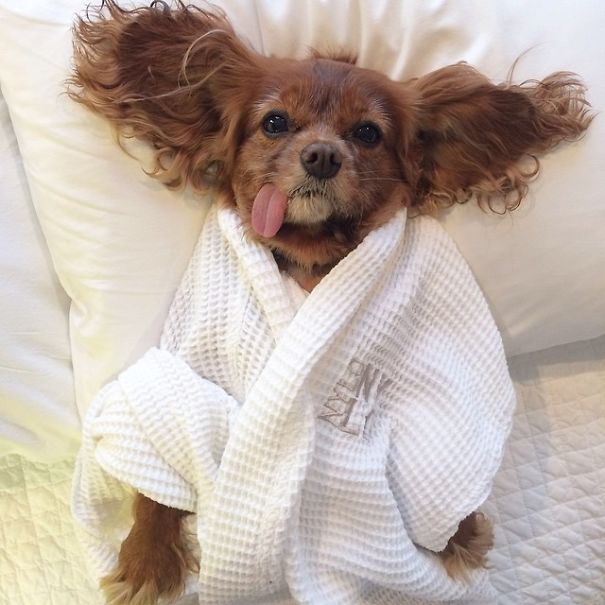 Meet Toast, The Cute NY Rescue Puppy With A Floppy Tongue