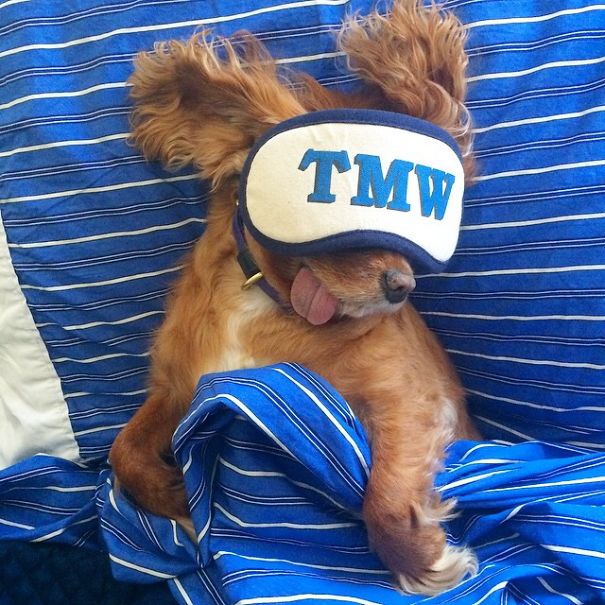 Meet Toast, The Cute NY Rescue Puppy With A Floppy Tongue