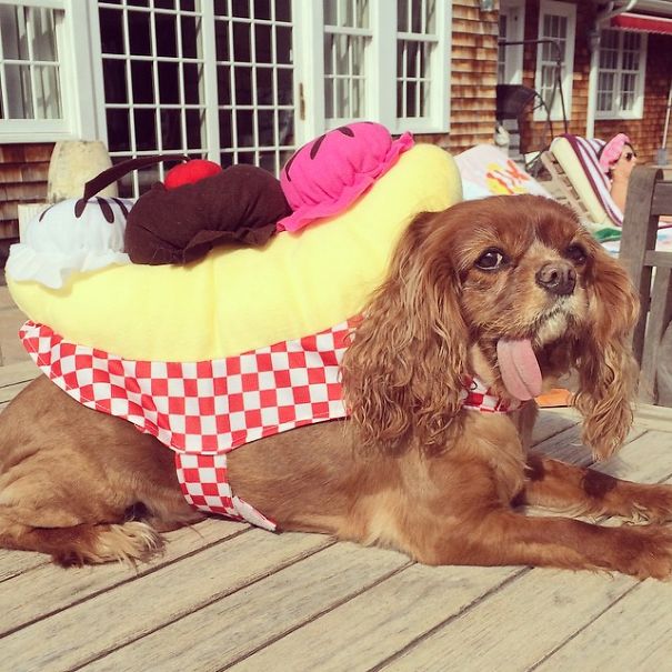 Meet Toast, The Cute NY Rescue Puppy With A Floppy Tongue