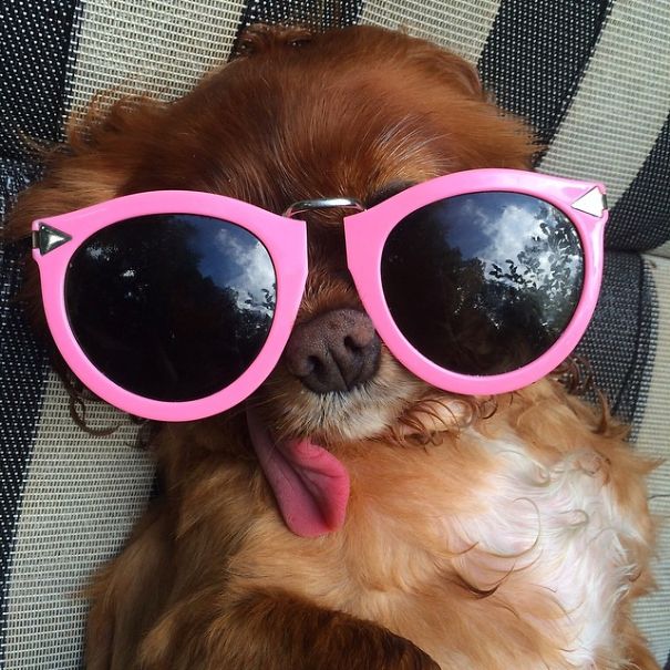 Meet Toast, The Cute NY Rescue Puppy With A Floppy Tongue