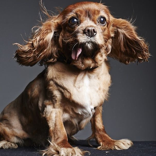 Meet Toast, The Cute NY Rescue Puppy With A Floppy Tongue