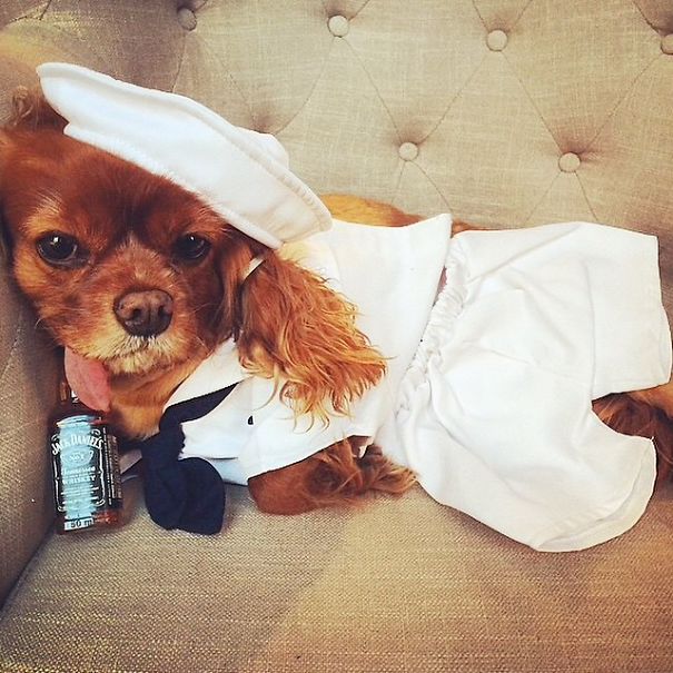 Meet Toast, The Cute NY Rescue Puppy With A Floppy Tongue