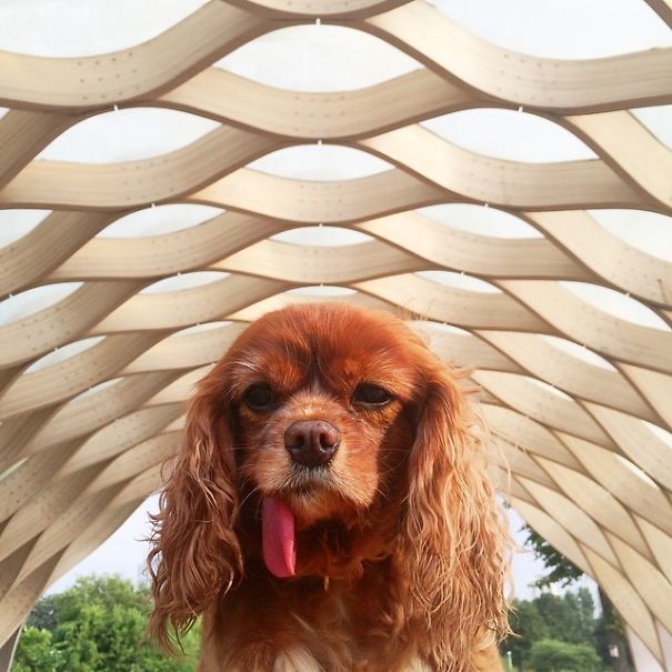 Meet Toast, The Cute NY Rescue Puppy With A Floppy Tongue