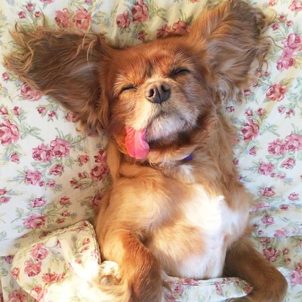 Meet Toast, The Cute NY Rescue Puppy With A Floppy Tongue