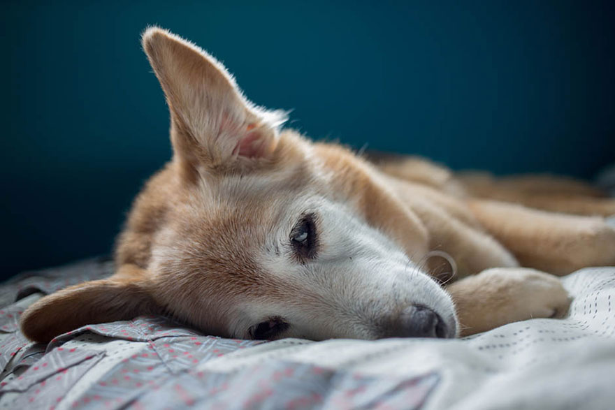 Photographer Says Goodbye To Her 16-Year-Old Dog With Heartwarming Photoshoot