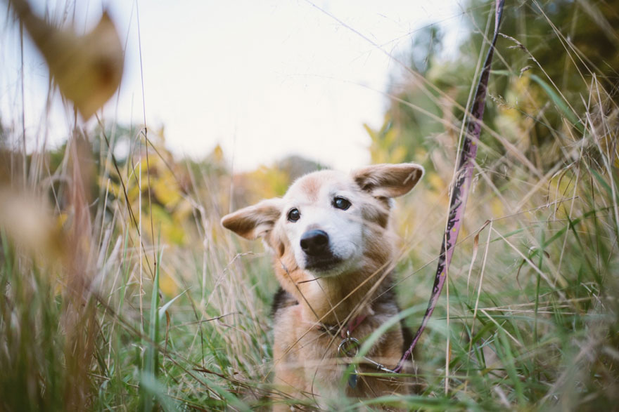 Photographer Says Goodbye To Her 16-Year-Old Dog With Heartwarming Photoshoot