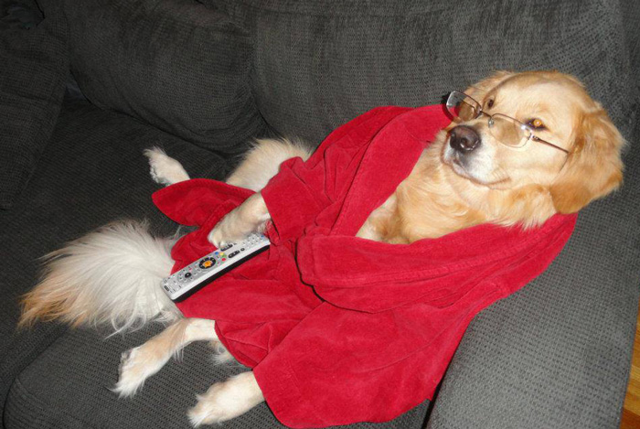 This Dog Has No Idea What She&#8217;s Doing