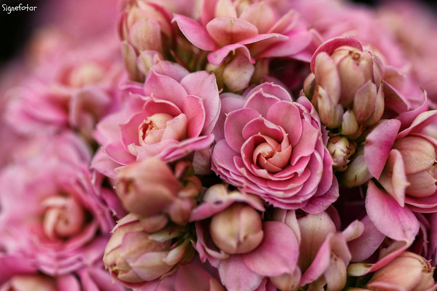 When I Bought A Macro Lens, I’ve Discovered A Whole New World – Snails Look Nice And Spiders Are Cute When I Bought A Macro Lens, I’ve Discovered A Whole New World – Snails Look Nice And Spiders Are Cute