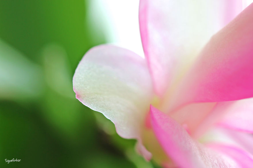 When I Bought A Macro Lens, I’ve Discovered A Whole New World – Snails Look Nice And Spiders Are Cute When I Bought A Macro Lens, I’ve Discovered A Whole New World – Snails Look Nice And Spiders Are Cute