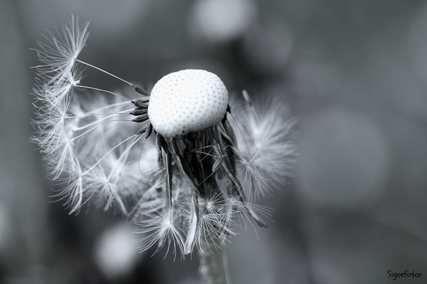 When I Bought A Macro Lens, I’ve Discovered A Whole New World – Snails Look Nice And Spiders Are Cute When I Bought A Macro Lens, I’ve Discovered A Whole New World – Snails Look Nice And Spiders Are Cute
