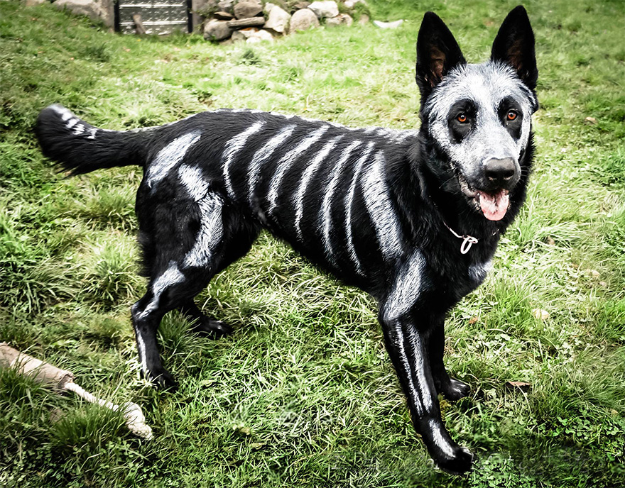 Pet Owners Use Non-Toxic Face Paint To Turn Their Animals Into Creepy Skeletons For Halloween Pet Owners Use Non-Toxic Face Paint To Turn Their Animals Into Creepy Skeletons For Halloween