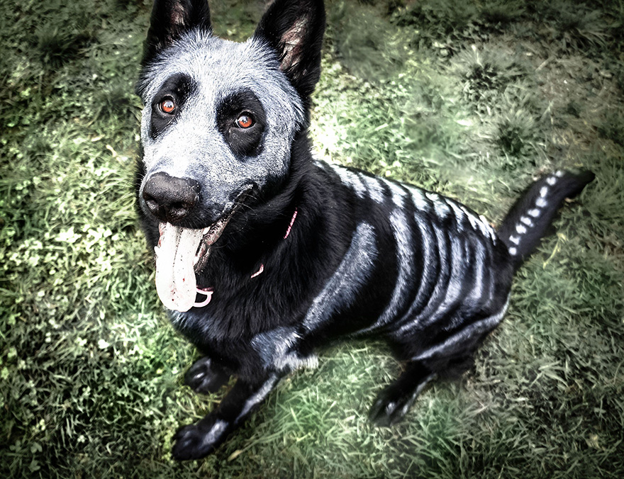 Pet Owners Use Non-Toxic Face Paint To Turn Their Animals Into Creepy Skeletons For Halloween Pet Owners Use Non-Toxic Face Paint To Turn Their Animals Into Creepy Skeletons For Halloween