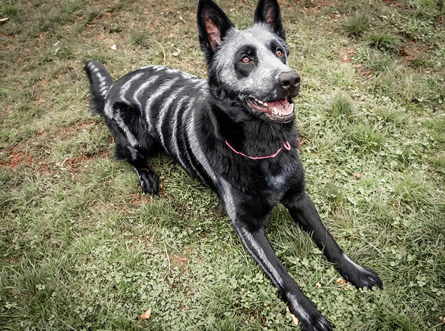 Pet Owners Use Non-Toxic Face Paint To Turn Their Animals Into Creepy Skeletons For Halloween Pet Owners Use Non-Toxic Face Paint To Turn Their Animals Into Creepy Skeletons For Halloween