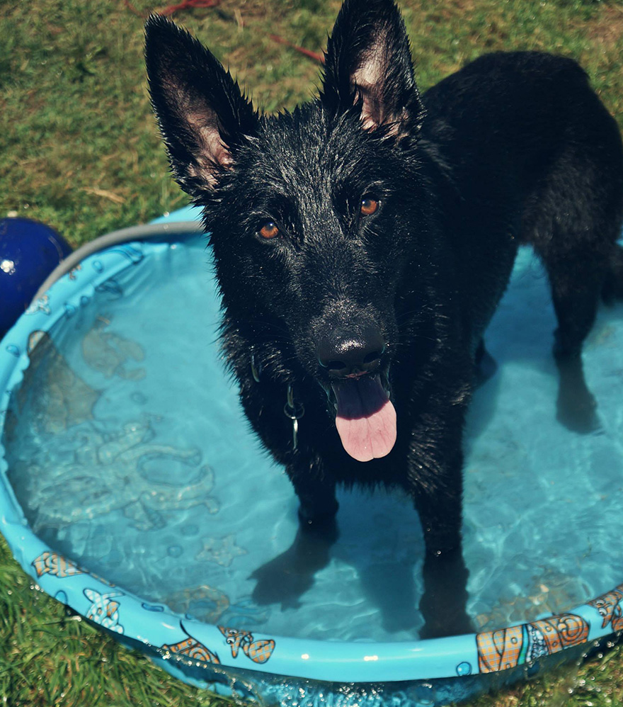Pet Owners Use Non-Toxic Face Paint To Turn Their Animals Into Creepy Skeletons For Halloween Pet Owners Use Non-Toxic Face Paint To Turn Their Animals Into Creepy Skeletons For Halloween