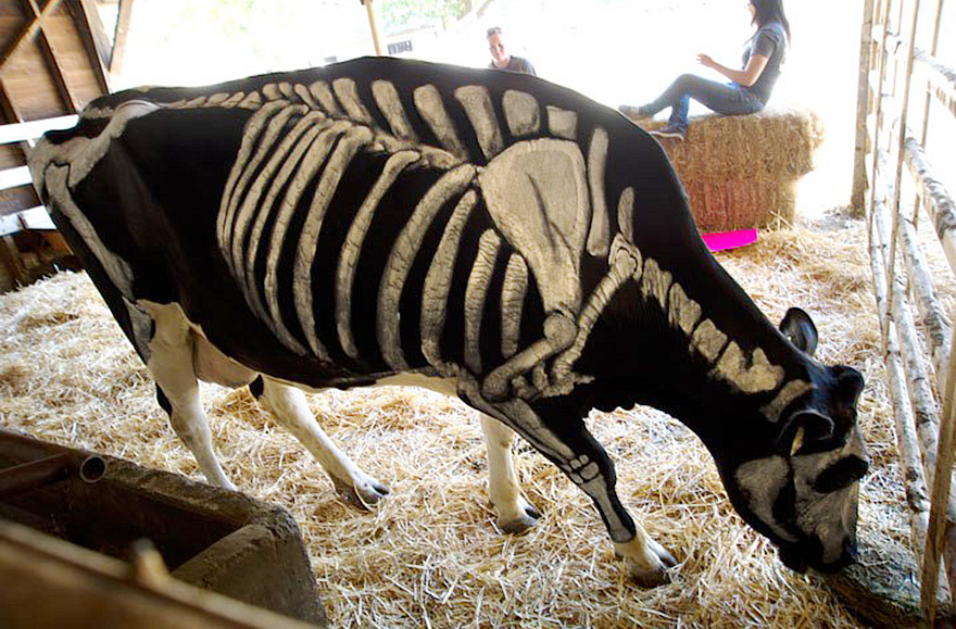 Pet Owners Use Non-Toxic Face Paint To Turn Their Animals Into Creepy Skeletons For Halloween Pet Owners Use Non-Toxic Face Paint To Turn Their Animals Into Creepy Skeletons For Halloween