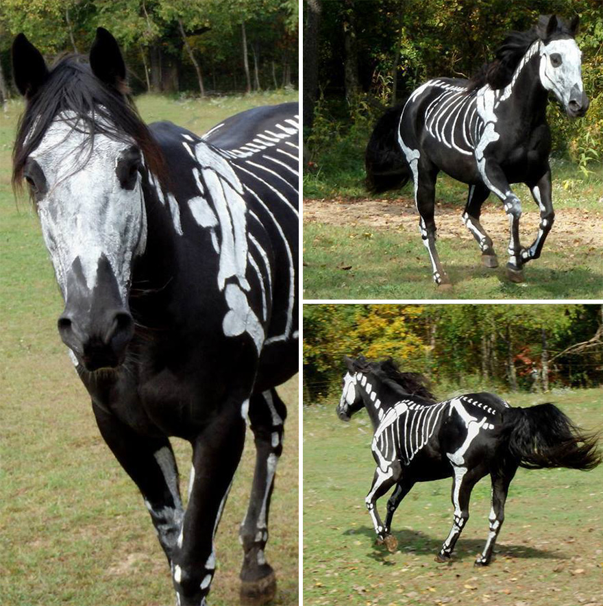 Pet Owners Use Non-Toxic Face Paint To Turn Their Animals Into Creepy Skeletons For Halloween Pet Owners Use Non-Toxic Face Paint To Turn Their Animals Into Creepy Skeletons For Halloween