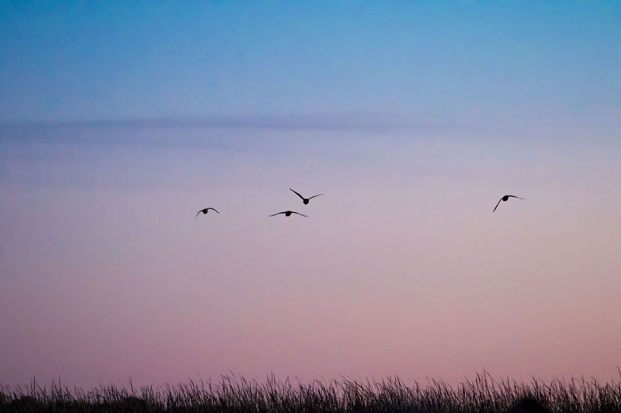 Early Morning Hunt Early Morning Hunt