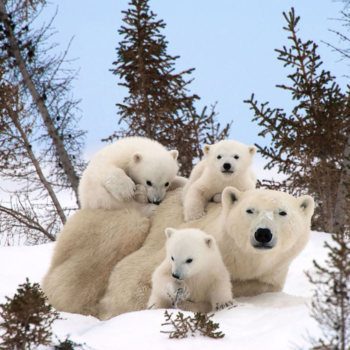 85 Adorable Animal Family Portraits