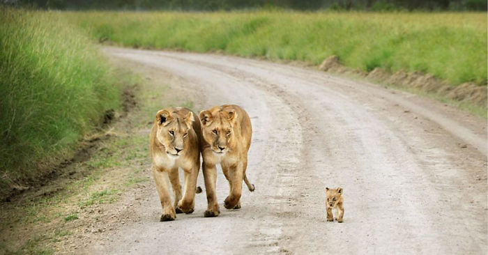 85 Adorable Animal Family Portraits