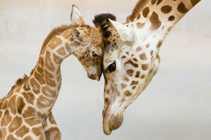 85 Adorable Animal Family Portraits
