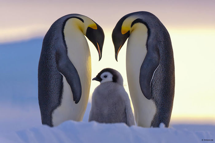 85 Adorable Animal Family Portraits