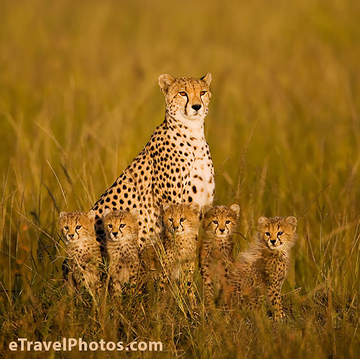 85 Adorable Animal Family Portraits