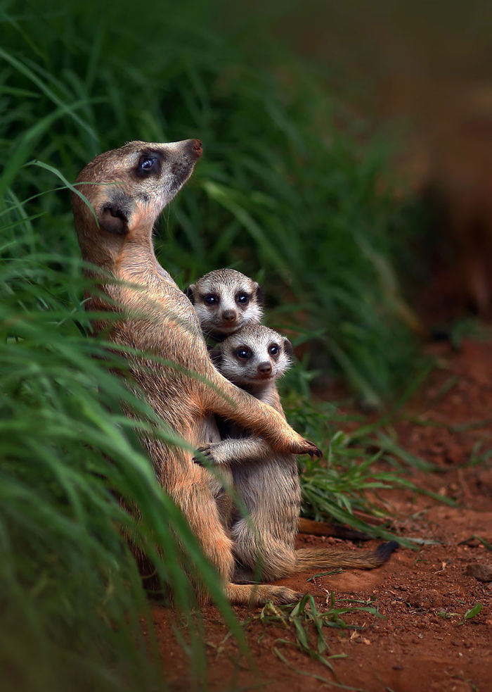 85 Adorable Animal Family Portraits