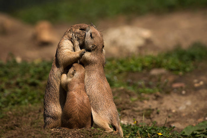 85 Adorable Animal Family Portraits