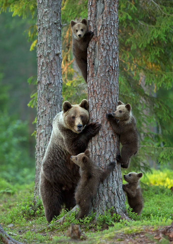 85 Adorable Animal Family Portraits