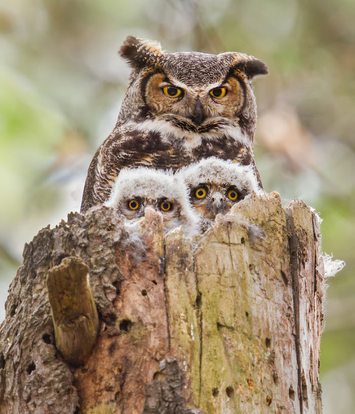 85 Adorable Animal Family Portraits