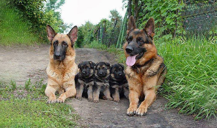 85 Adorable Animal Family Portraits