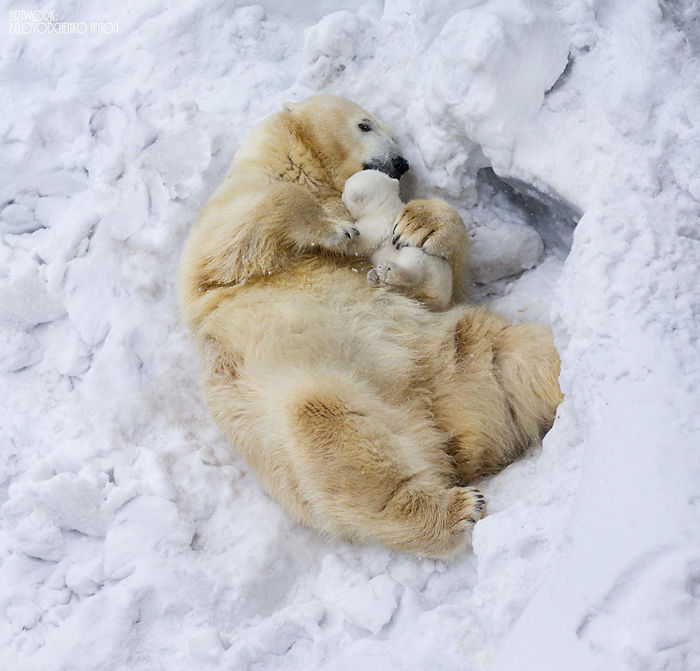 85 Adorable Animal Family Portraits