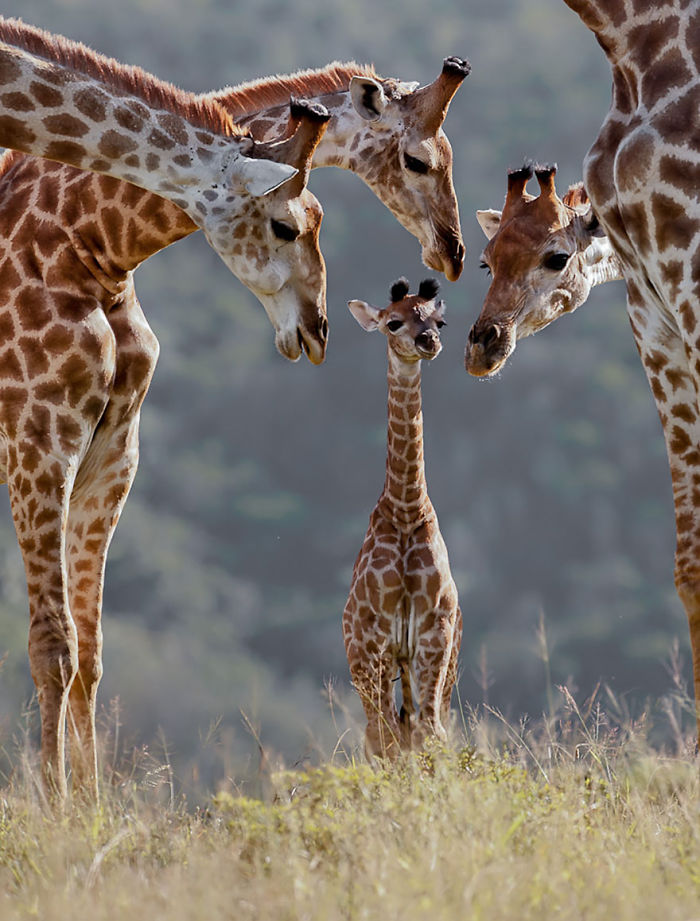 85 Adorable Animal Family Portraits