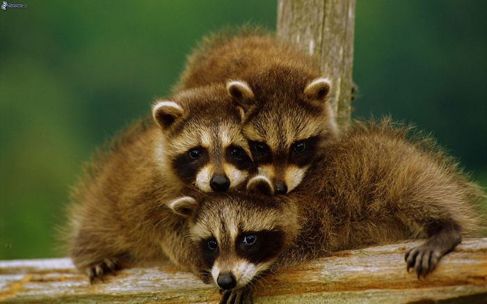 85 Adorable Animal Family Portraits