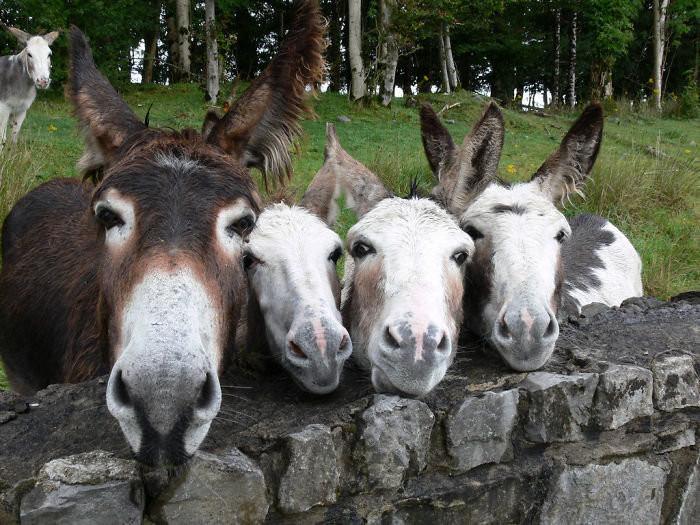 85 Adorable Animal Family Portraits
