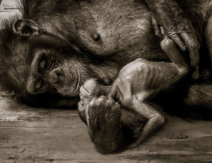 85 Adorable Animal Family Portraits