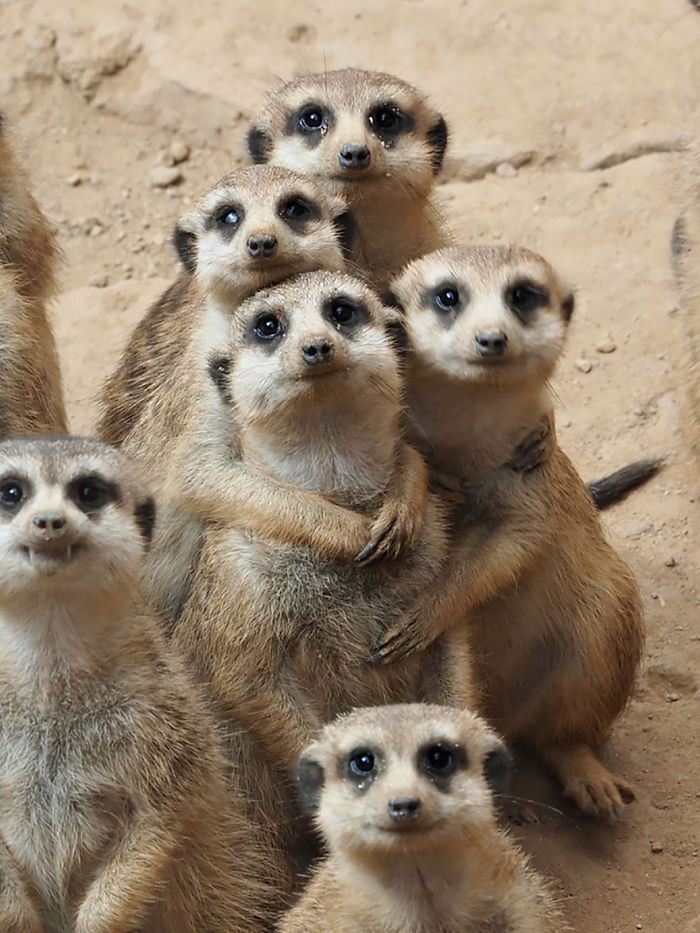 85 Adorable Animal Family Portraits