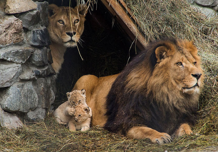 85 Adorable Animal Family Portraits
